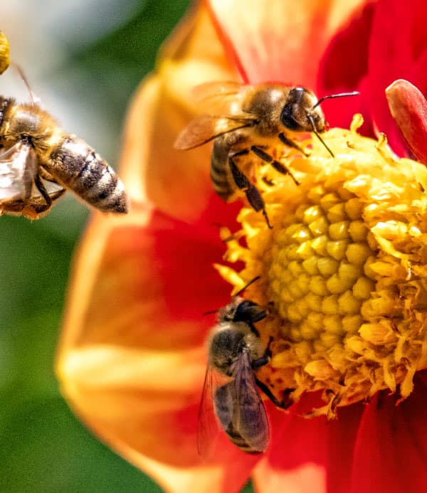 Products and services built around practical beekeeping.